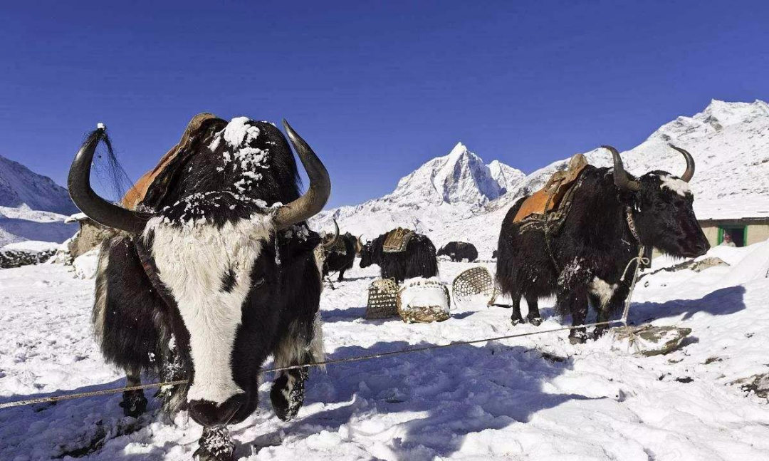 空氣能在高寒地區不好用？歐必特用實力告訴你